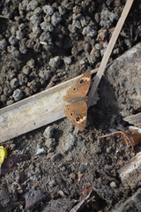 Junonia pacoma