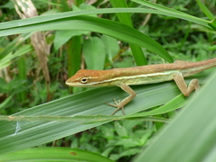 Anolis auratus