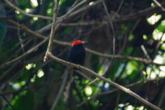 Ceratopipra mentalis