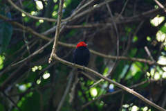 Ceratopipra mentalis