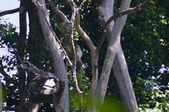 Pseudastur albicollis