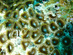 Zoanthus sansibaricus