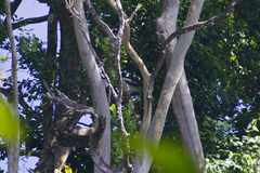 Pseudastur albicollis