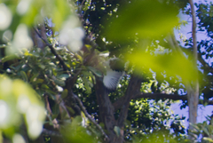 Pseudastur albicollis