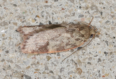 Oligoloba severa