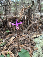 Calypso bulbosa occidentalis