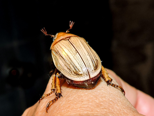 Pelidnota virescens