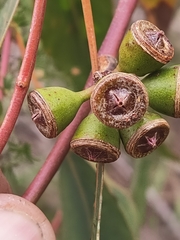 Eucalyptus rudis