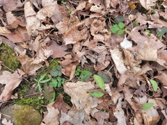 Erythronium americanum