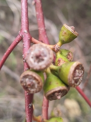 Eucalyptus rudis