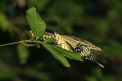 Heraclides thoas
