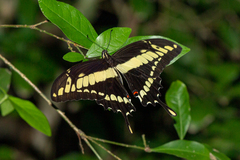 Heraclides thoas