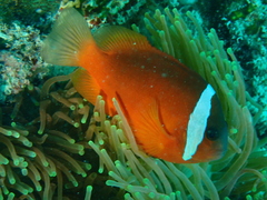 Amphiprion barberi