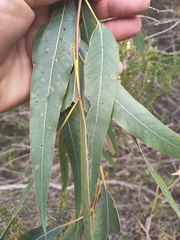 Eucalyptus rudis