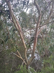 Eucalyptus rudis