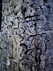 Agrilus