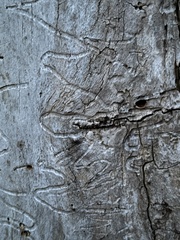 Agrilus