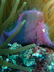 Heteractis magnifica