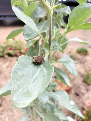 Protaetia fusca