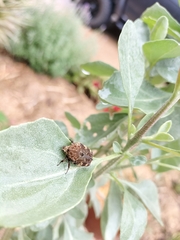 Protaetia fusca