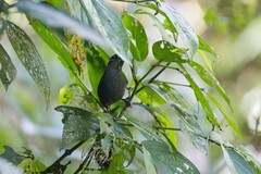 Cantorchilus semibadius