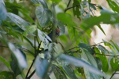 Cantorchilus semibadius