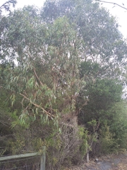 Eucalyptus rudis