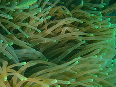 Heteractis magnifica