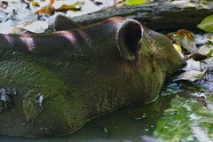 Tapirus bairdii