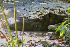 Tapirus bairdii