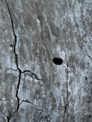 Agrilus