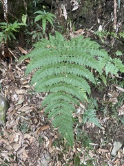 Dryopteris paleolata