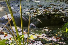 Tapirus bairdii