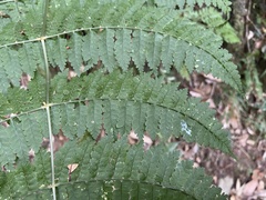 Dryopteris paleolata