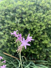 Tulbaghia violacea