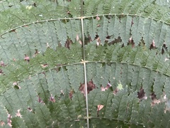 Dryopteris paleolata
