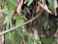 Dryopteris paleolata