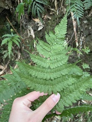 Dryopteris paleolata