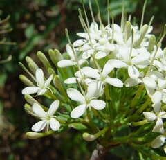 Pavetta kimberleyana