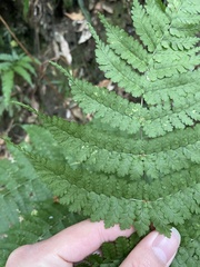 Dryopteris paleolata