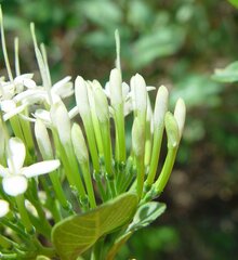 Pavetta kimberleyana