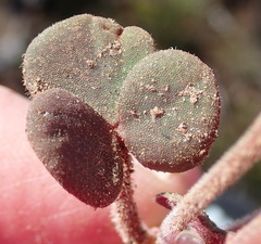 Oxalis algoensis