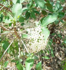 Pavetta kimberleyana