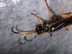 Ichneumon ambulatorius
