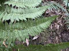 Dryopteris paleolata