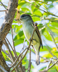 Pachyramphus polychopterus