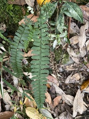 Polystichum hancockii