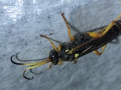 Ichneumon ambulatorius