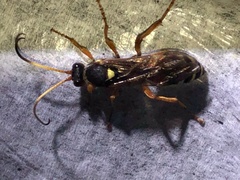 Ichneumon ambulatorius