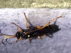 Ichneumon ambulatorius